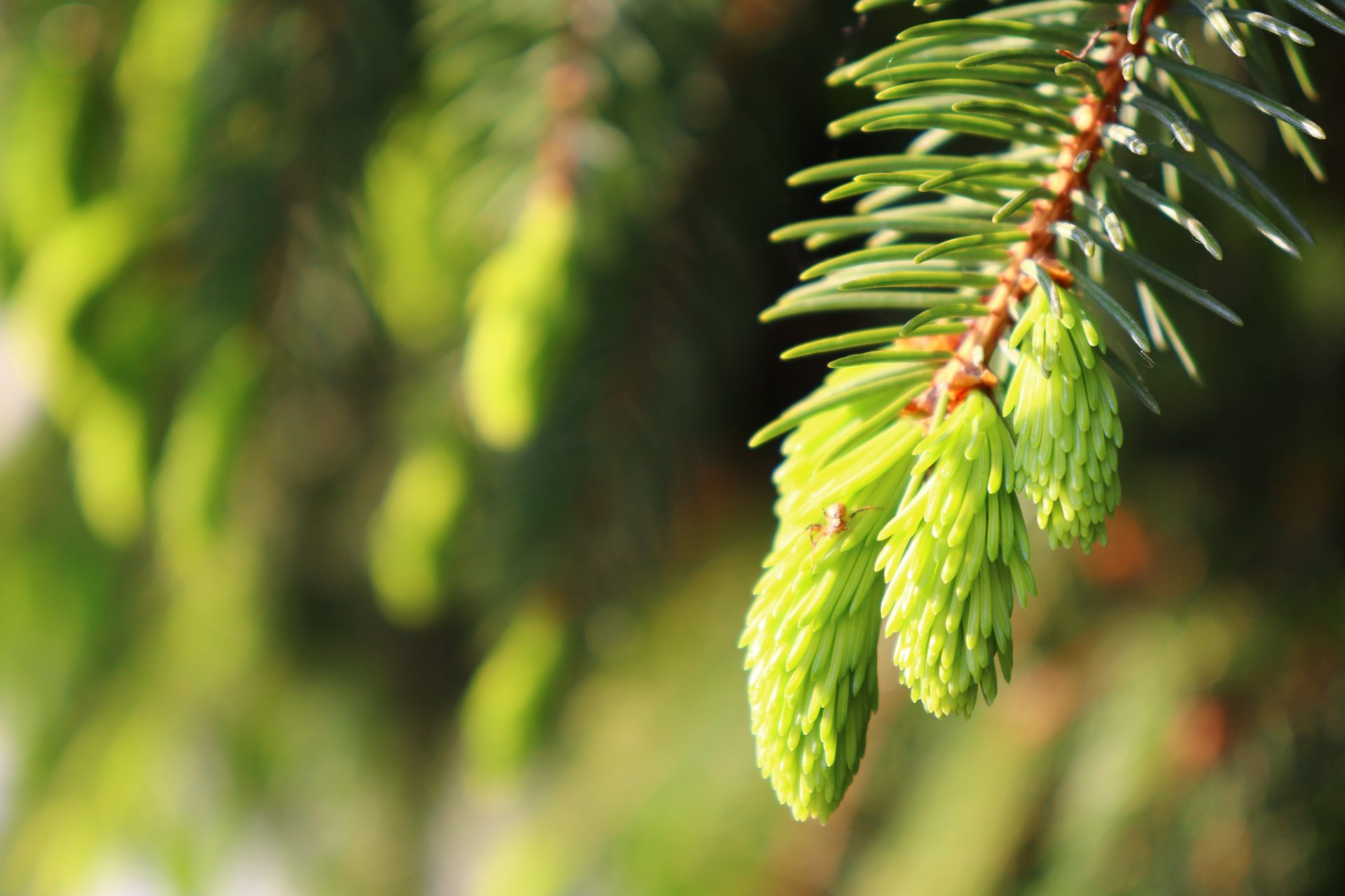 fir-tree-5215224